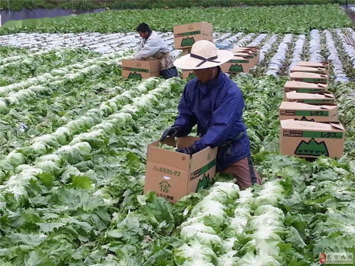 神了！这个肥料配方适用100多种作物，种植效益飙升50%以上