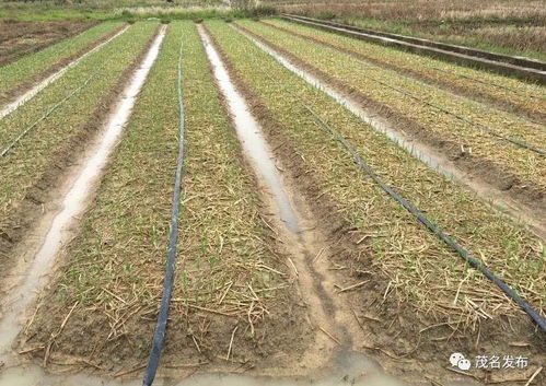 春耕忙 茂南区种植农作物超6万亩的农事图景