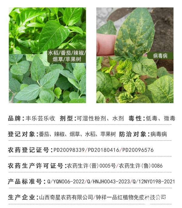 走出病毒病困局 从花叶套餐到药瓶升级，看现代农业病虫害管理的新思维